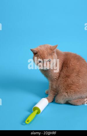 a red fluffy British cat sits near a sticky roller for cleaning clothes from wool, hair, dirt and debris, isolated on a blue background Stock Photo