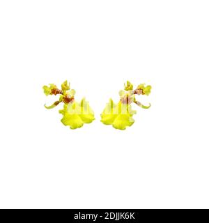 Two yellow oncidium sphacelatum orchid flowers in isolated white background Sri lankan call it as kandyan dancer orchid Stock Photo