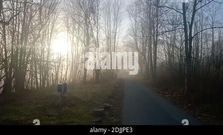 Sunbeams entering coniferous forest on a misty autumnal morning. Stock Photo