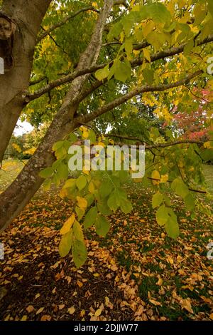 Dazzling autumnal leaf colour in Surrey, England, United Kingdom, Europe Stock Photo