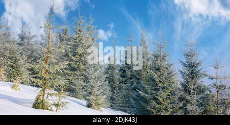 spruce forest on a misty morning. beautiful landscape in winter. misty weather with bright sky. hillside covered in snow Stock Photo