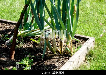 Leeks Plot Leeks growing in wooden raised bed vegetable plot in English cottage ...