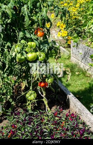 Raised beds vegetables tomato peppers in vegetable garden flowers Stock Photo