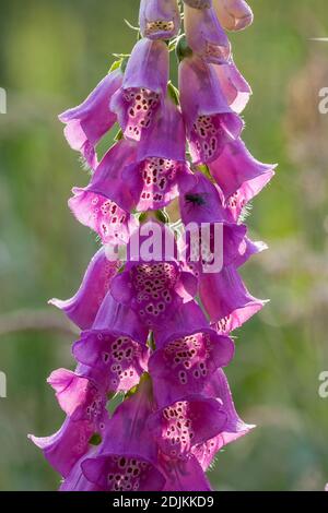 Red foxglove, Digitalis purpurea, flower Stock Photo