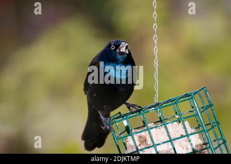 Vadnais heights, Minnesota. Male Common Grackle, Quiscalus quiscula eating from a suet feeder for birds. Stock Photo