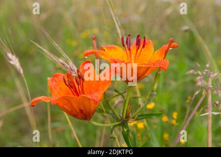 Fire lily, Lilium bulbiferum, flower Stock Photo