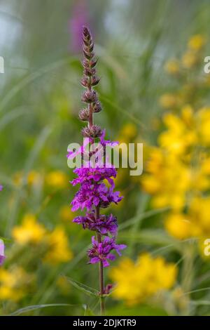 Purple loosestrife, Lythrum salicaria, flower Stock Photo