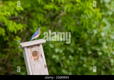 Little Canada, Minnesota.  Gervais Mill Park. Male Eastern Bluebird, Sialia sialis sitting on top of nest box. Stock Photo