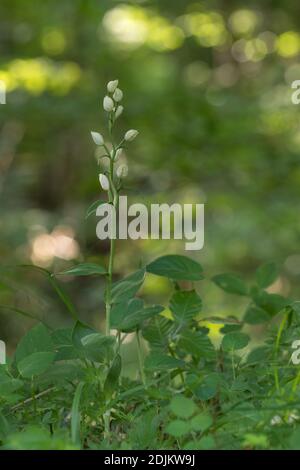 White forest bird, Cephalanthera damasonium, orchid Stock Photo