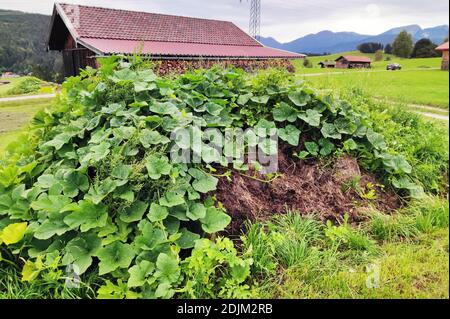 Zucchini plants grow on a dung heap, humpback meadows near Mittenwald Stock Photo