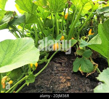 Zucchini plants grow on a dung heap, humpback meadows near Mittenwald Stock Photo