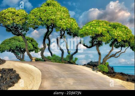Pathway, heliotrope trees and ocean. Hawaii, The Big Island. Stock Photo