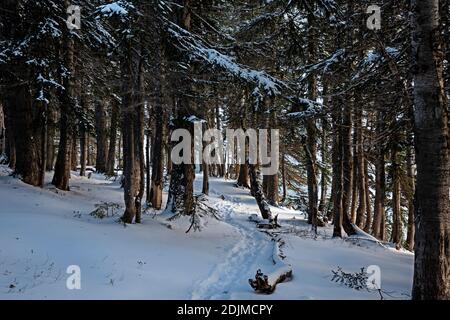 WA18725-00...WASHINGTON - Path through the woods on a cold morning at Ethel Lake in the Alpine Lakes Wilderness; Wenatchee National Forest. Stock Photo