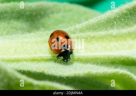 Kansas City, Kansas.  Seven-spotted Ladybird beetle, Coccinella septempunctata on milkweed plant. Stock Photo