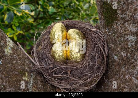 Nest with chocolate eggs wrapped in golden paper for Easter Stock Photo
