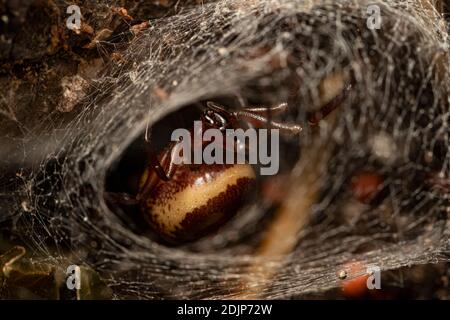 Steatoda nobilis / Noble False Widow spider female Stock Photo