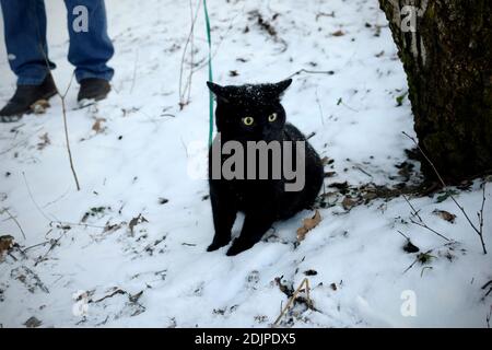 man walking cat on leash Stock Photo