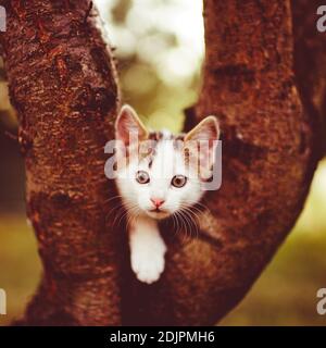 Funny white kitten plays on the tree. Portrait of a domestic cat in the autumn garden Stock Photo