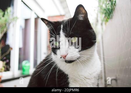 black and white domestic cat Stock Photo