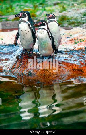 Magellanic penguins standing on the rock . Three Antarctic penguins