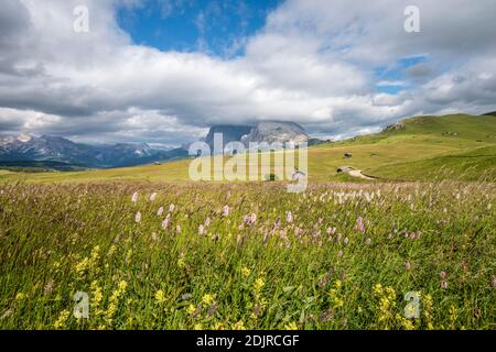 Seiser Alm, Castelrotto, South Tyrol, Bolzano Province, Italy. Flower meadow on the Alpe di Siusi, with the Sassolungo in the background Stock Photo