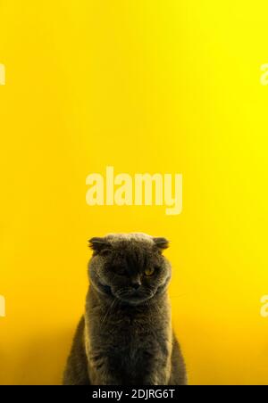 Vertical symmetrical portrait of a Scottish fold cat on a yellow blank background, copy space, place for text photo Stock Photo