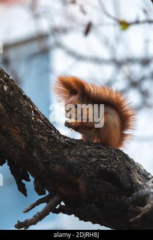 Squirrel in the wild eats food found on a tree Stock Photo