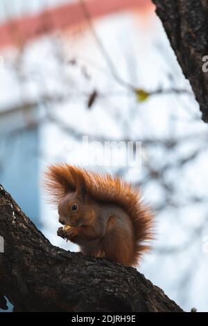 Squirrel in the wild eats food found on a tree Stock Photo