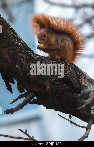 Squirrel in the wild eats food found on a tree Stock Photo