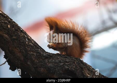 Squirrel with huge tail in the wild eats food found on a tree photo Stock Photo