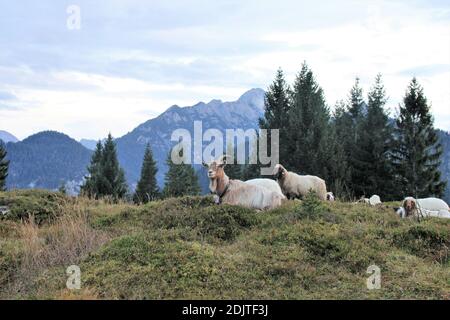 Europa Deutschland Bayern Oberbayern Mittenwald Kranzberg Herbst Stock Photo