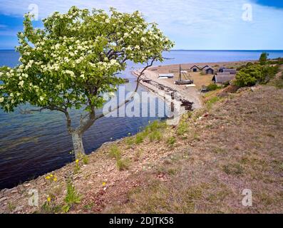 Europe, Sweden, Smaland, Öland Island, the historic fishing port of Bruddesta on the west coast Stock Photo