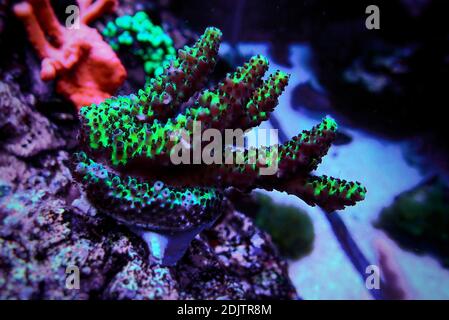 Acropora Microclados species of beautiful stony coral in reef aquarium tank Stock Photo