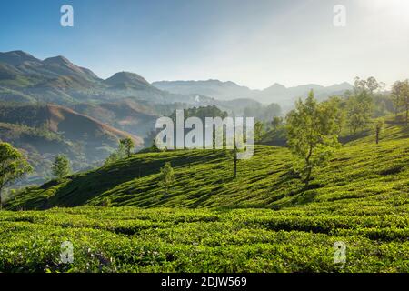 Beautiful fresh green tea plantations landscape in Munnar, Kerala, India Stock Photo