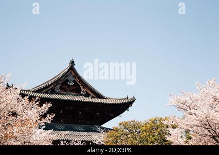 Toji temple with cherry blossoms at spring in Kyoto, Japan Stock Photo