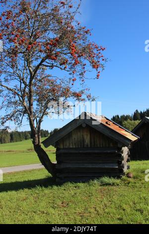 Germany, Bavaria, Isar Valley, humpback meadows, hut, rowanberry, mountain ash or rowan tree, Sorbus aucuparia. Stock Photo