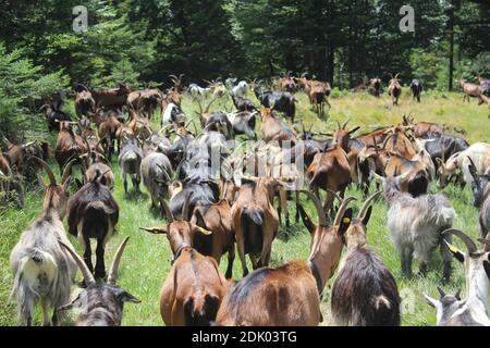 Mountain meadow, herd of goats, graze, mountain, edge of the forest, Germany, Bavaria, Upper Bavaria, Stock Photo