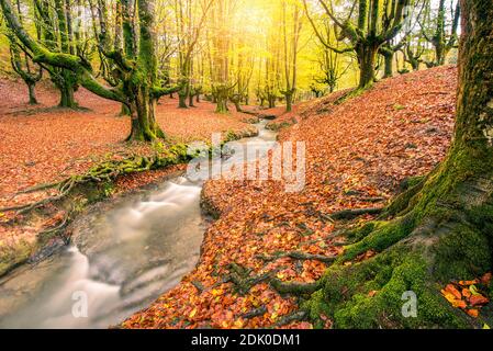 autumn green beech forest otzarreta river Stock Photo