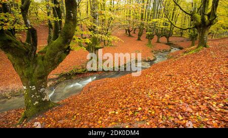 autumn green beech forest otzarreta river Stock Photo