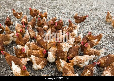 Free-range chickens foraging for food, Sylt, Schlewig-Holstein Stock Photo
