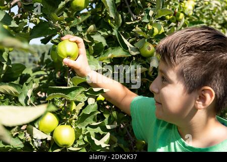 Boy picks ripe apples from an apple tree Stock Photo