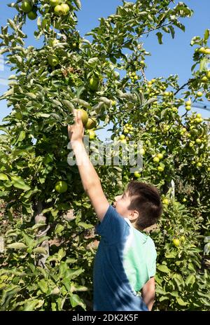 Boy picks ripe apples from an apple tree Stock Photo