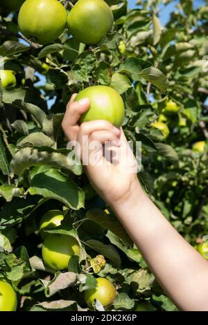 Child picks ripe apples from an apple tree Stock Photo