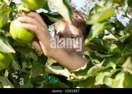 Boy picks ripe apples from an apple tree Stock Photo