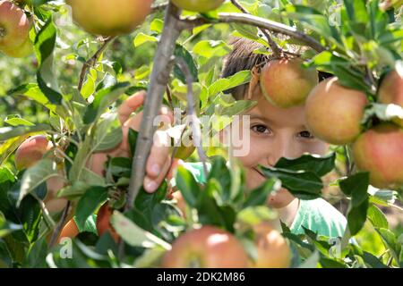 Boy picks ripe apples from an apple tree Stock Photo