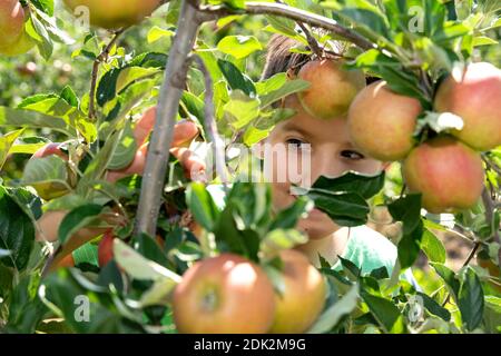 Boy picks ripe apples from an apple tree Stock Photo