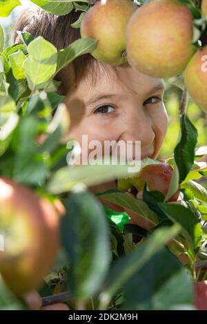 Boy picks ripe apples from an apple tree Stock Photo