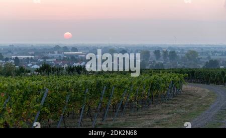 Vineyard in the evening light Stock Photo