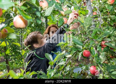 Mother and son pick ripe apples from an apple tree Stock Photo