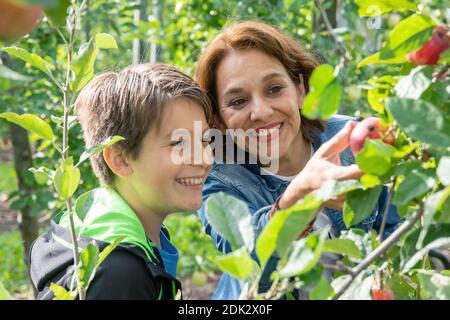 Mother and son pick ripe apples from an apple tree Stock Photo